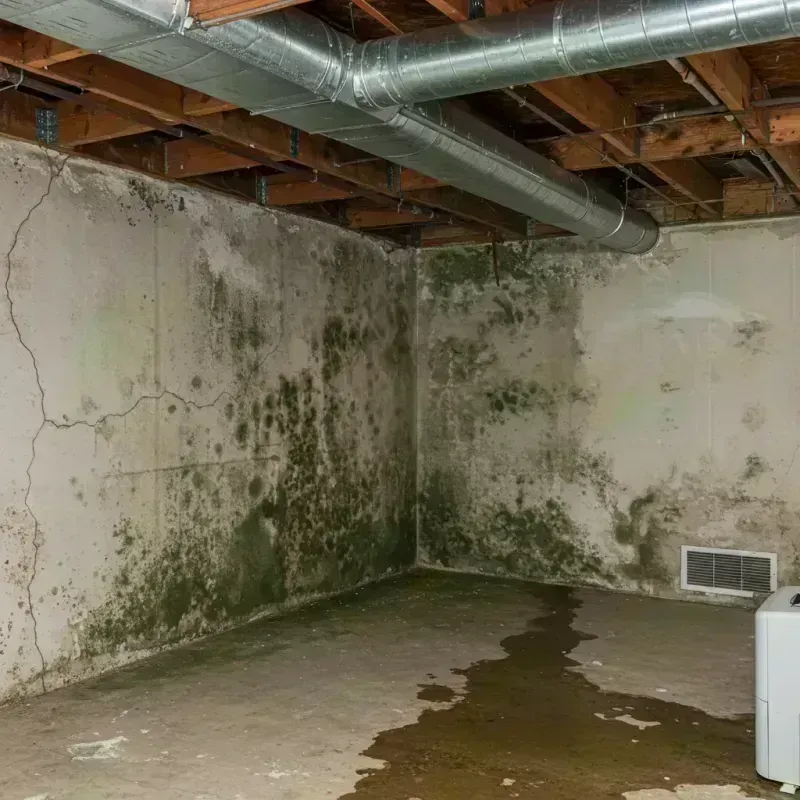 Professional Mold Removal in Hebron, IL